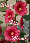 Fleurs roses &eacute;clatantes pour ma mamie